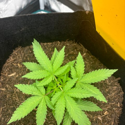 White Widow Automatic growlog timeline photo
