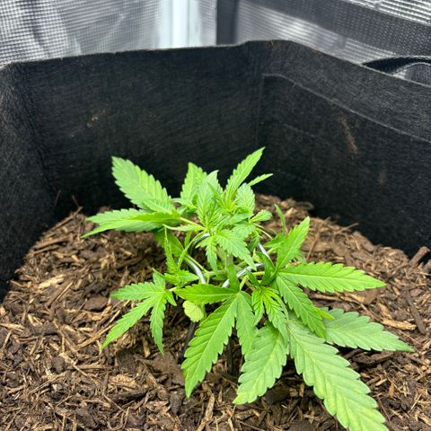 White Widow Automatic growlog timeline photo