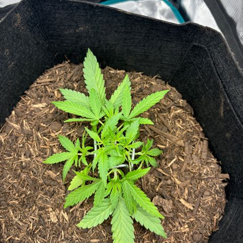 White Widow Automatic growlog timeline photo