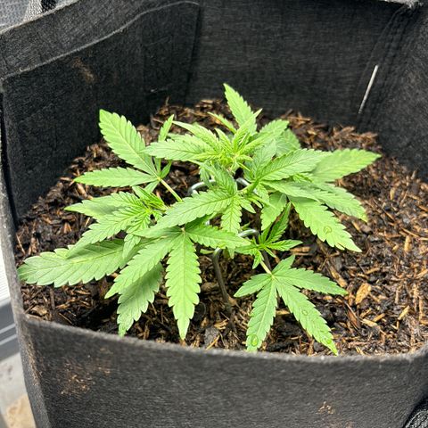 White Widow Automatic growlog timeline photo