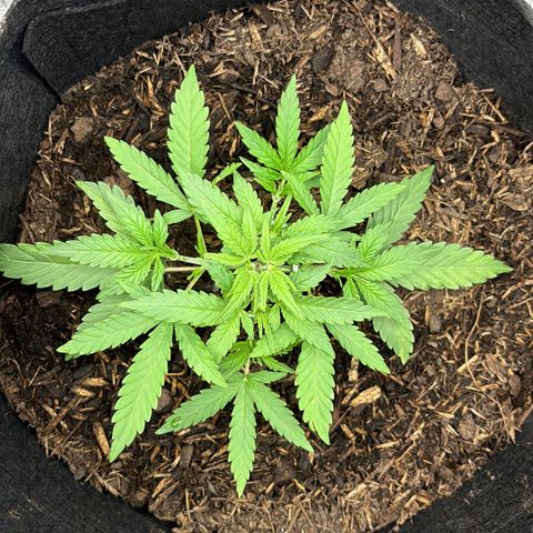 White Widow Automatic growlog timeline photo