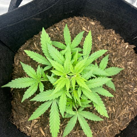 White Widow Automatic growlog timeline photo