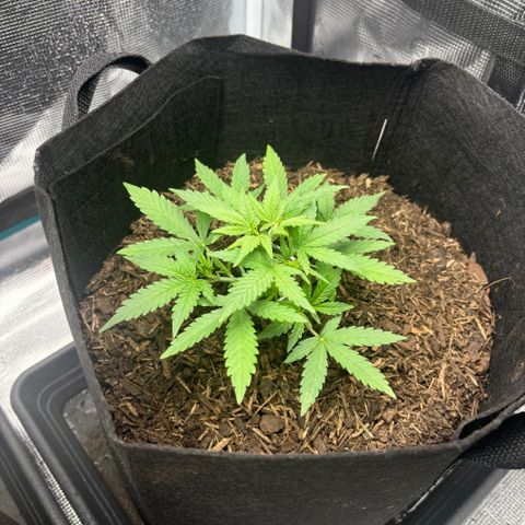 White Widow Automatic growlog timeline photo