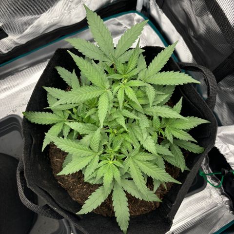 White Widow Automatic growlog timeline photo