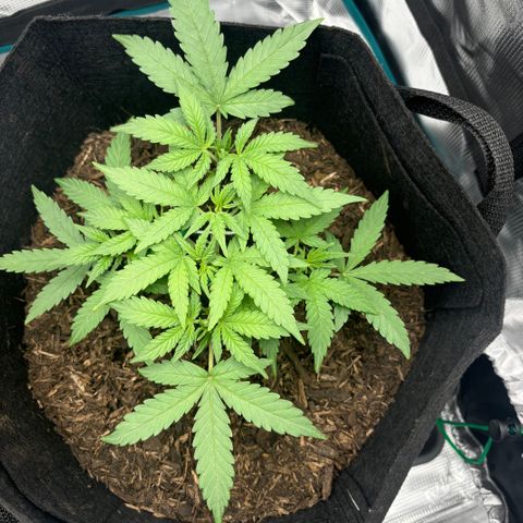 White Widow Automatic growlog timeline photo