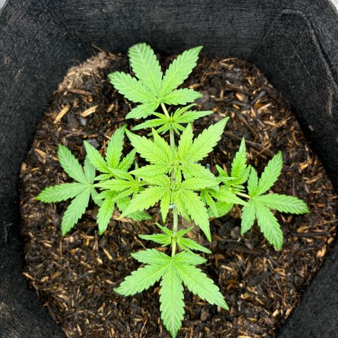 White Widow Automatic growlog timeline photo