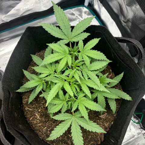 White Widow Automatic growlog timeline photo