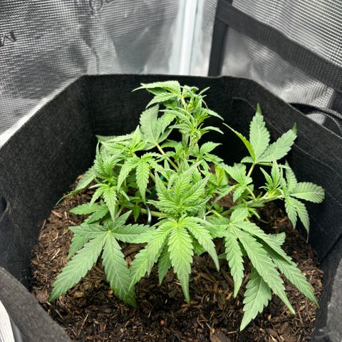 White Widow Automatic growlog timeline photo