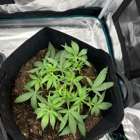 White Widow Automatic growlog timeline photo