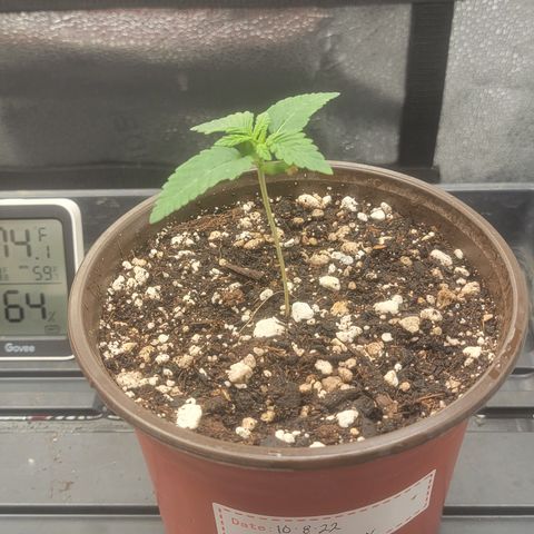 MMXX  growlog timeline photo
