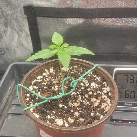 Bruce Banner growlog timeline photo