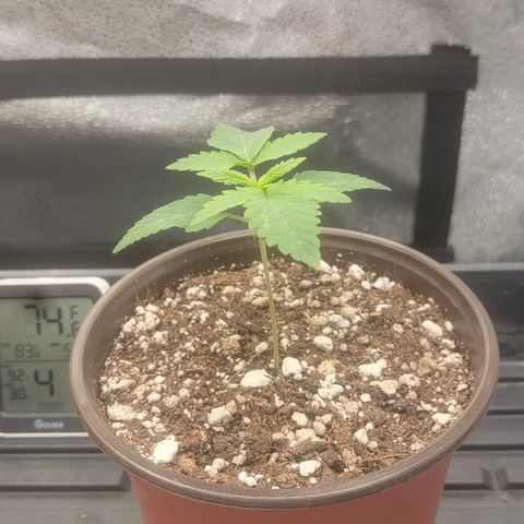 MMXX  growlog timeline photo