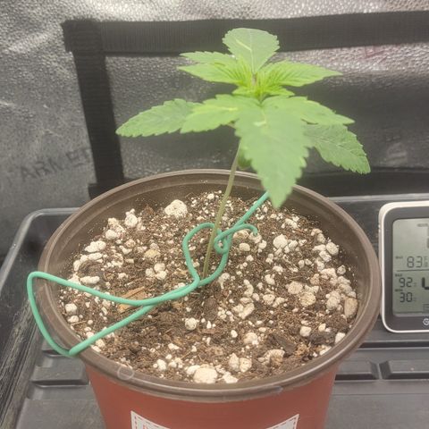 Bruce Banner growlog timeline photo