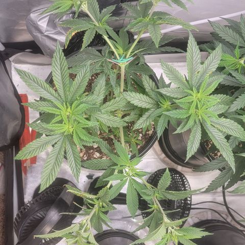 Glue Sniffer #1 growlog timeline photo