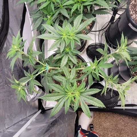 Glue Sniffer #1 growlog timeline photo