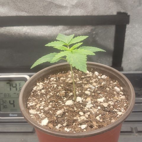 MMXX  growlog timeline photo