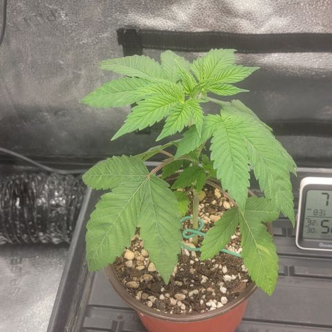 Bruce Banner growlog timeline photo