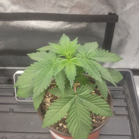 MMXX  growlog timeline photo