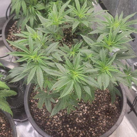 Glue Sniffer #1 growlog timeline photo