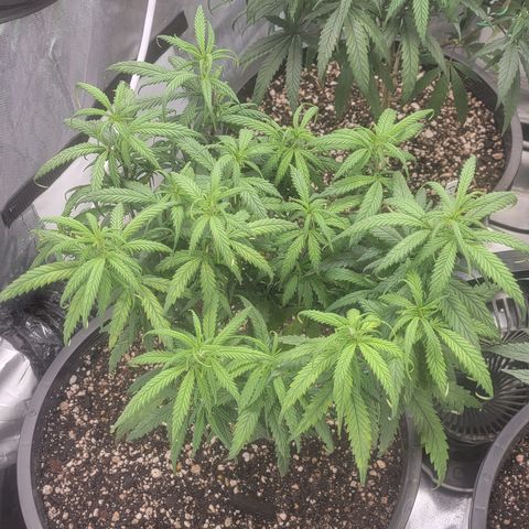PC #1 growlog timeline photo