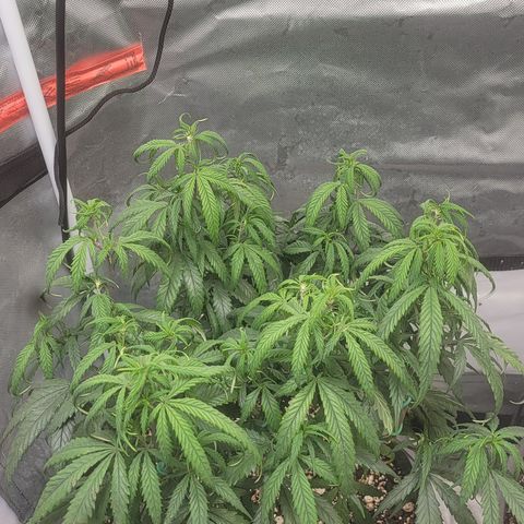 PC #2 AL Clone growlog timeline photo