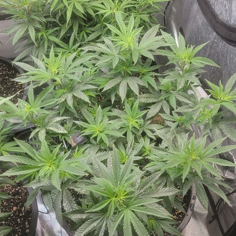 Glue Sniffer #1 growlog timeline photo