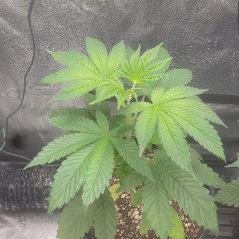 Bruce Banner growlog timeline photo