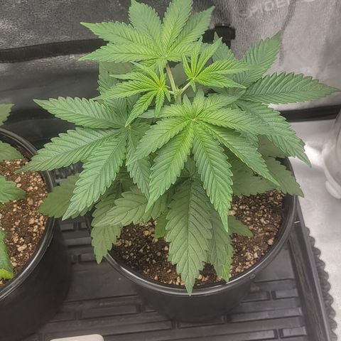 MMXX  growlog timeline photo