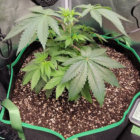 MMXX  growlog timeline photo