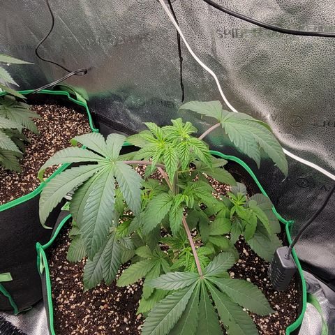 Bruce Banner growlog timeline photo