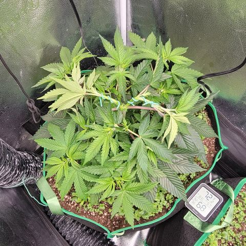 MMXX  growlog timeline photo