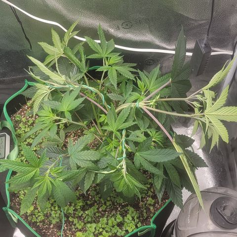 Bruce Banner growlog timeline photo