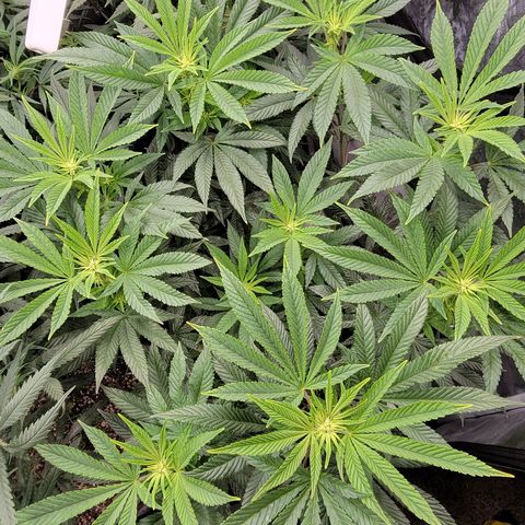 Glue Sniffer #1 growlog timeline photo