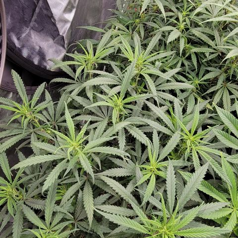 PC #1 growlog timeline photo