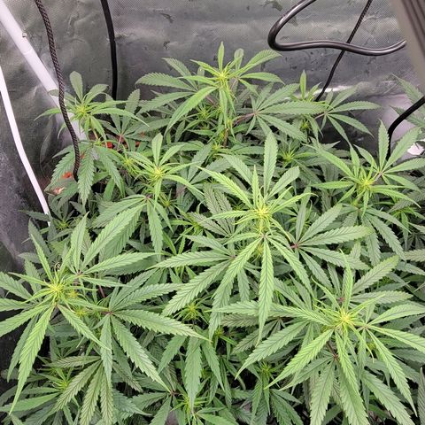 PC #2 AL Clone growlog timeline photo