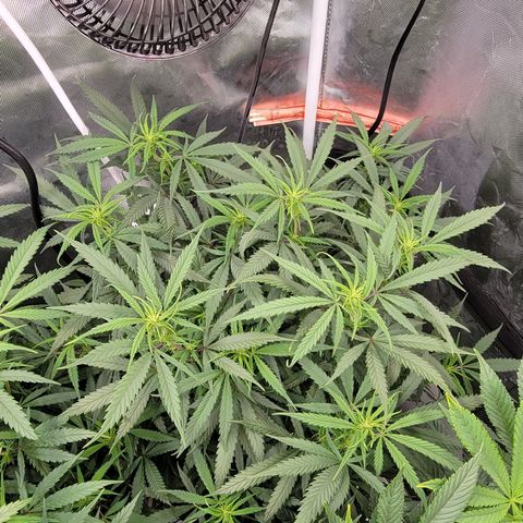PC#2 growlog timeline photo