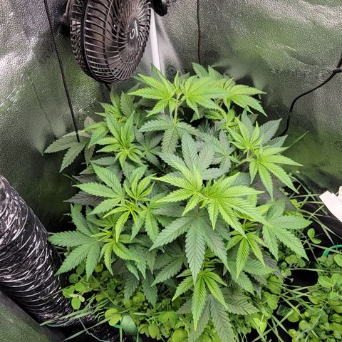 MMXX  growlog timeline photo