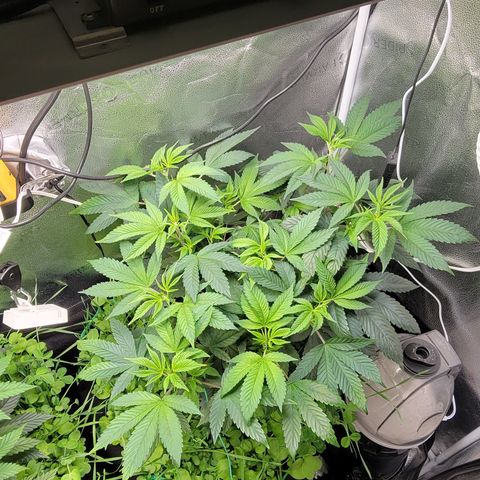 Bruce Banner growlog timeline photo