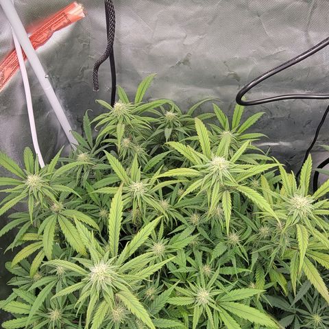 PC #2 AL Clone growlog timeline photo
