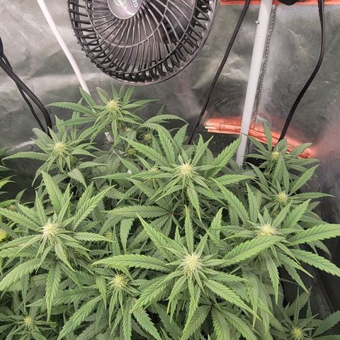 PC#2 growlog timeline photo