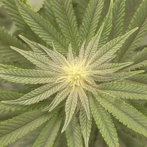 Glue Sniffer #1 growlog timeline photo