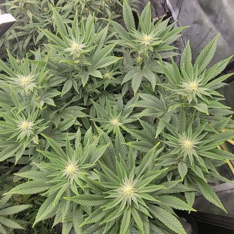 Glue Sniffer #1 growlog timeline photo