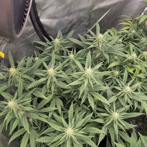 PC #1 growlog timeline photo