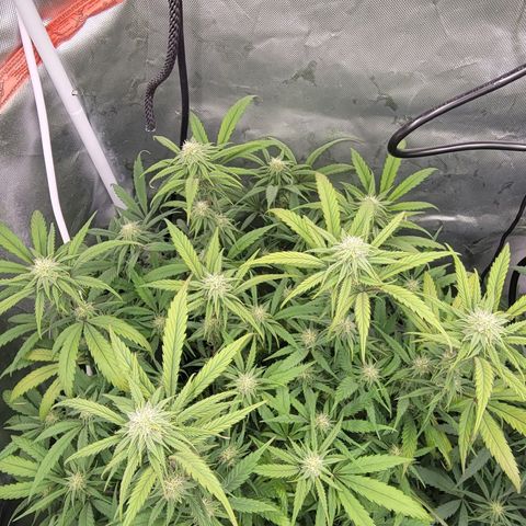 PC #2 AL Clone growlog timeline photo