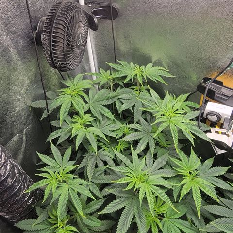 MMXX  growlog timeline photo