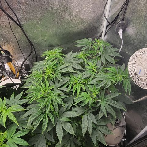 Bruce Banner growlog timeline photo