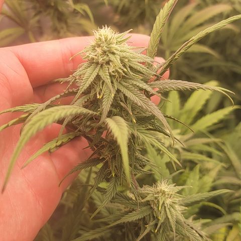 PC #2 AL Clone growlog timeline photo