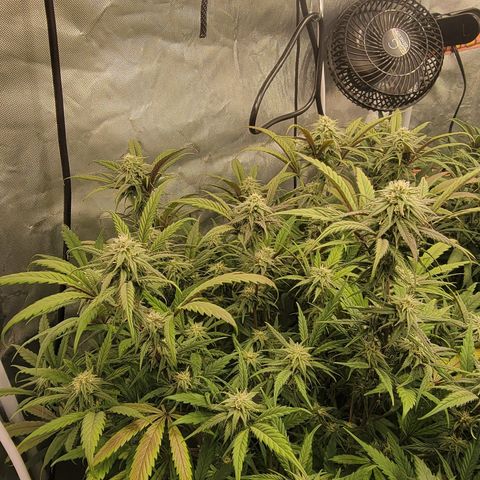 PC #2 AL Clone growlog timeline photo