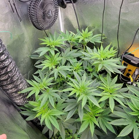 MMXX  growlog timeline photo