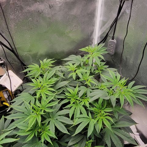 Bruce Banner growlog timeline photo